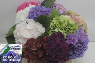 HYDRANGEA GEM 40cm/H15 - D