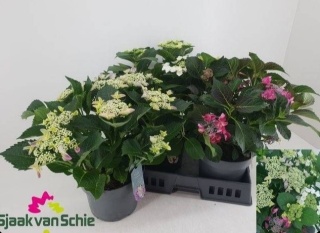 Hydrangea Gem 40cm/d 14 - D