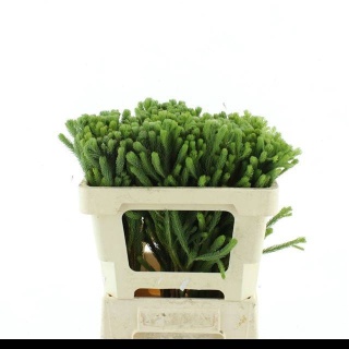 KAAPS GROEN 50cm - D