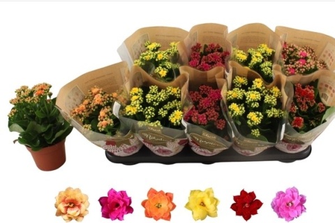 Kalanchoe Mix Du 5 colors 27cm/d12 - D