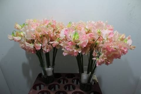 LATHYR ROM SALM 40cm - D