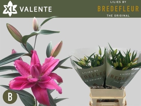 LI OR DU VALENTE 4+ 80cm - D