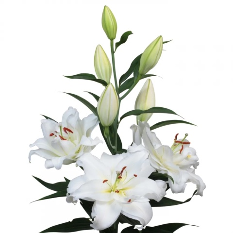 LI OR DU GUAPA 5+ 95cm - PROMO