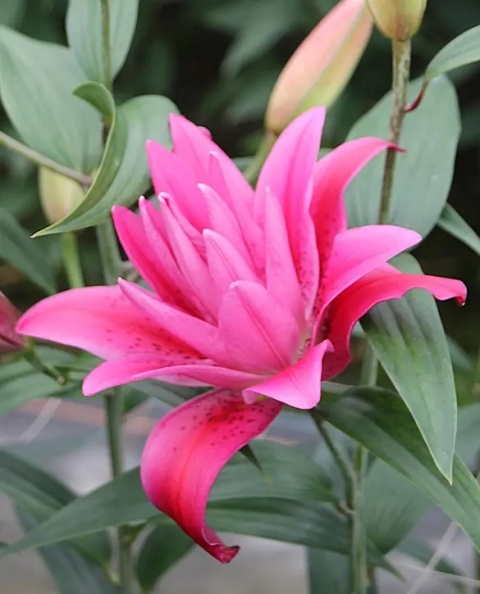 LI OR DU VALENTE 4+ 80cm - D