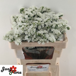 LIM S WHITE STARL WINGS 60cm - D