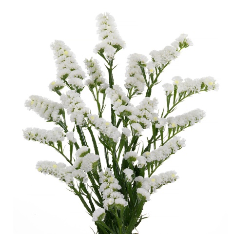 LIM S WHITE STARL WINGS 80cm - D