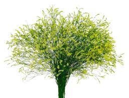 LIM SIN CHINA SUMMER 70cm - D