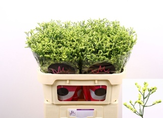 LIM SIN CHINA SUMMER 70cm - D