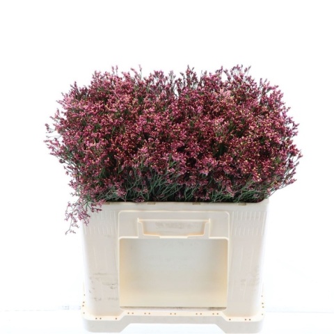 LIM SINENSE MAX DIAMOND 60cm - D