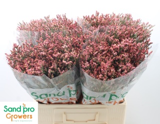 LIM SINENSE MAX DIAMOND 60cm - D