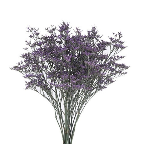 Limonium Safora Dark Blue 70cm - D