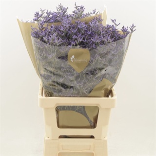 Limonium Safora Dark Blue 70cm - D