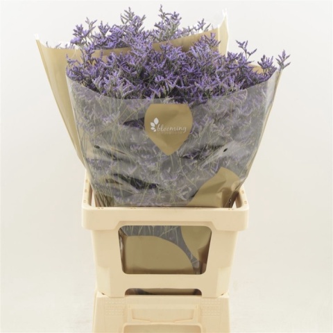 Limonium Safora Dark Blue 70cm - D