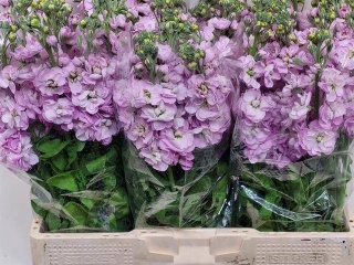MATTH CENTUM PINK 60cm - D