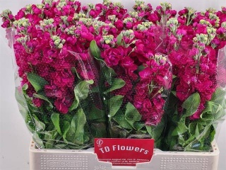 MATTH CENTUM RED 60cm - D