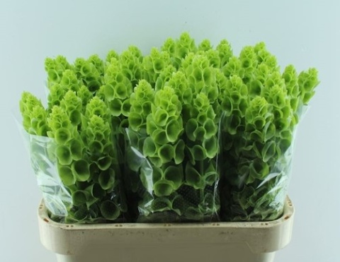 MOLUCCELLA STUK 60cm - D