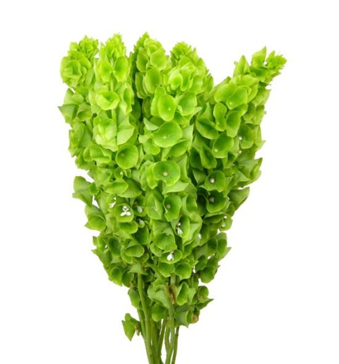 MOLUCCELLA STUK 60cm - D