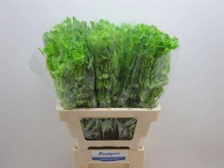 MOLUCCELLA STUK 60cm - D