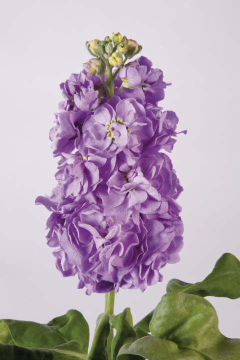 MATTH FIGARO LAVENDE 58cm - D