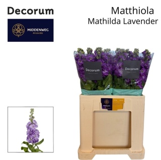 Matthiola Mathilda Lavender 55cm - D
