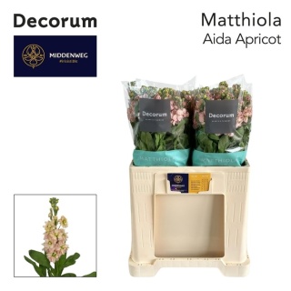 Matth Aida Apricot Decorum 60cm - D