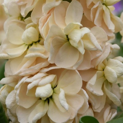 Matth Aida Apricot Decorum 60cm - D