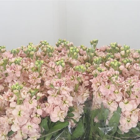 Matth Aida Apricot Decorum 60cm - D
