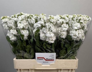 Matth Stox White 62cm - D