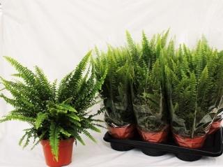 Nephrolepis Green Lady 35cm/d12 - D
