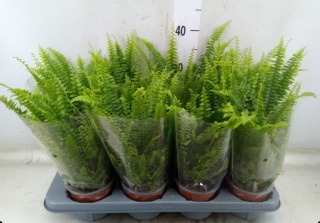 Nephrolepis Green Lady 35cm/d12 - D