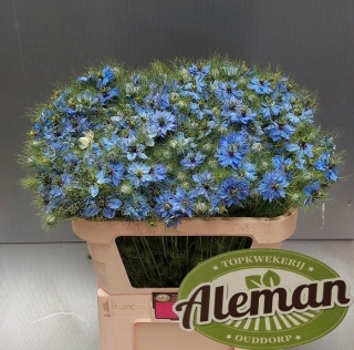 NIGE D ARTIST BLUE Extra 75cm - D