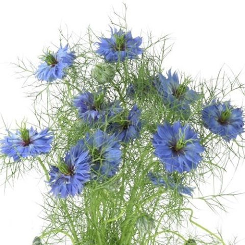 NIGE D ARTIST BLUE Extra 75cm - D