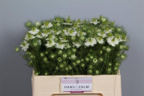NIGE DAMASCENA WHITE OV 70cm - D