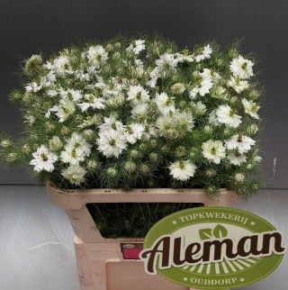 NIGE D ARTIST WHITE Extra 75cm - D