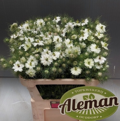 NIGE D ARTIST WHITE Extra 75cm - D