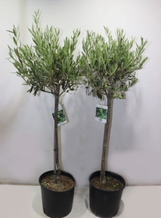 OLEA EUROPAEA 100-105cm/ d22 - PROMO