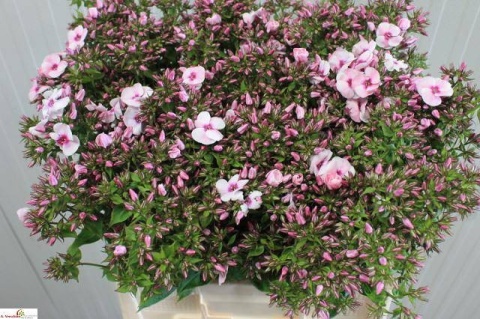 PHLOX P JEFFS PINK 60cm - D