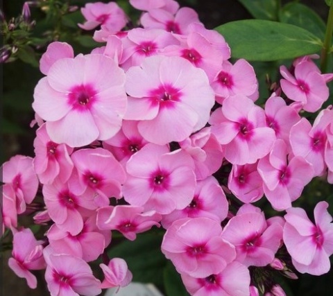 PHLOX P JEFFS PINK 60cm - D