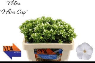 PHLOX P WHITECAP 50cm - D
