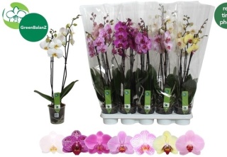 Phalaenopsis Mix 2Tak 60cm/d12m - D