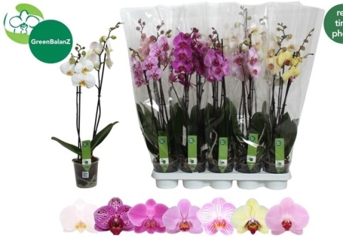 Phalaenopsis Mix 2Tak 60cm/d12m - D