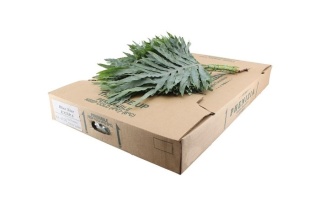PHLEBODIUM BLUE STAR 55cm - D