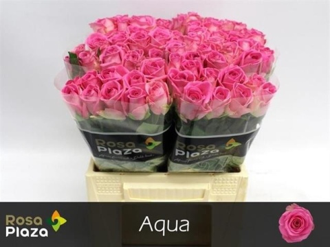 R GR AQUA! 50cm - D