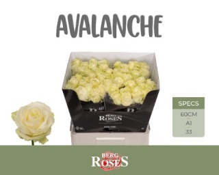 R GR AVALANCHE+ 60cm - D