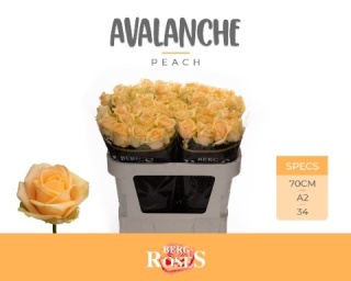 R GR AVALANCHE PEACH+ A2 70cm - D