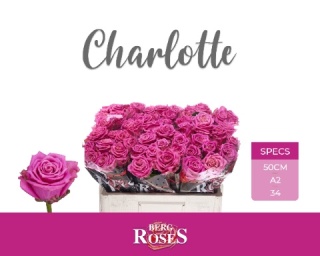 R GR CHARLOTTE @ A2 50cm - D