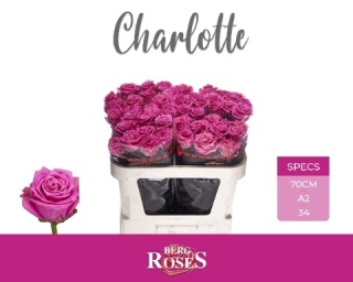 R GR CHARLOTTE @ A2 70cm - D