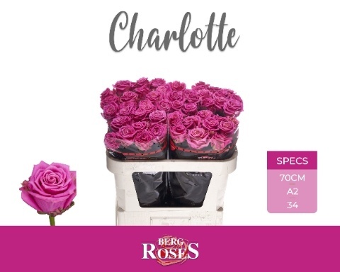R GR CHARLOTTE @ A2 70cm - D