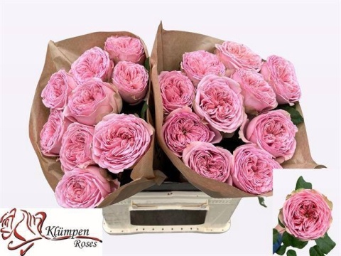 R GR JUST BE! 40cm - D
