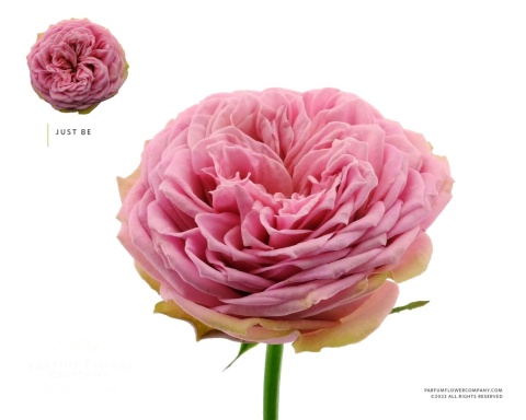 R GR JUST BE! 40cm - D